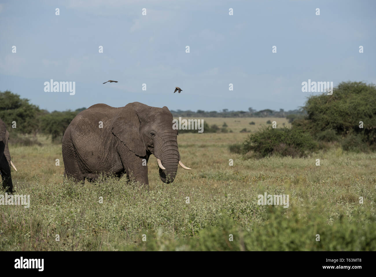 Gli elefanti nella riserva naturale di Ngorongoro, Tanzania Foto Stock