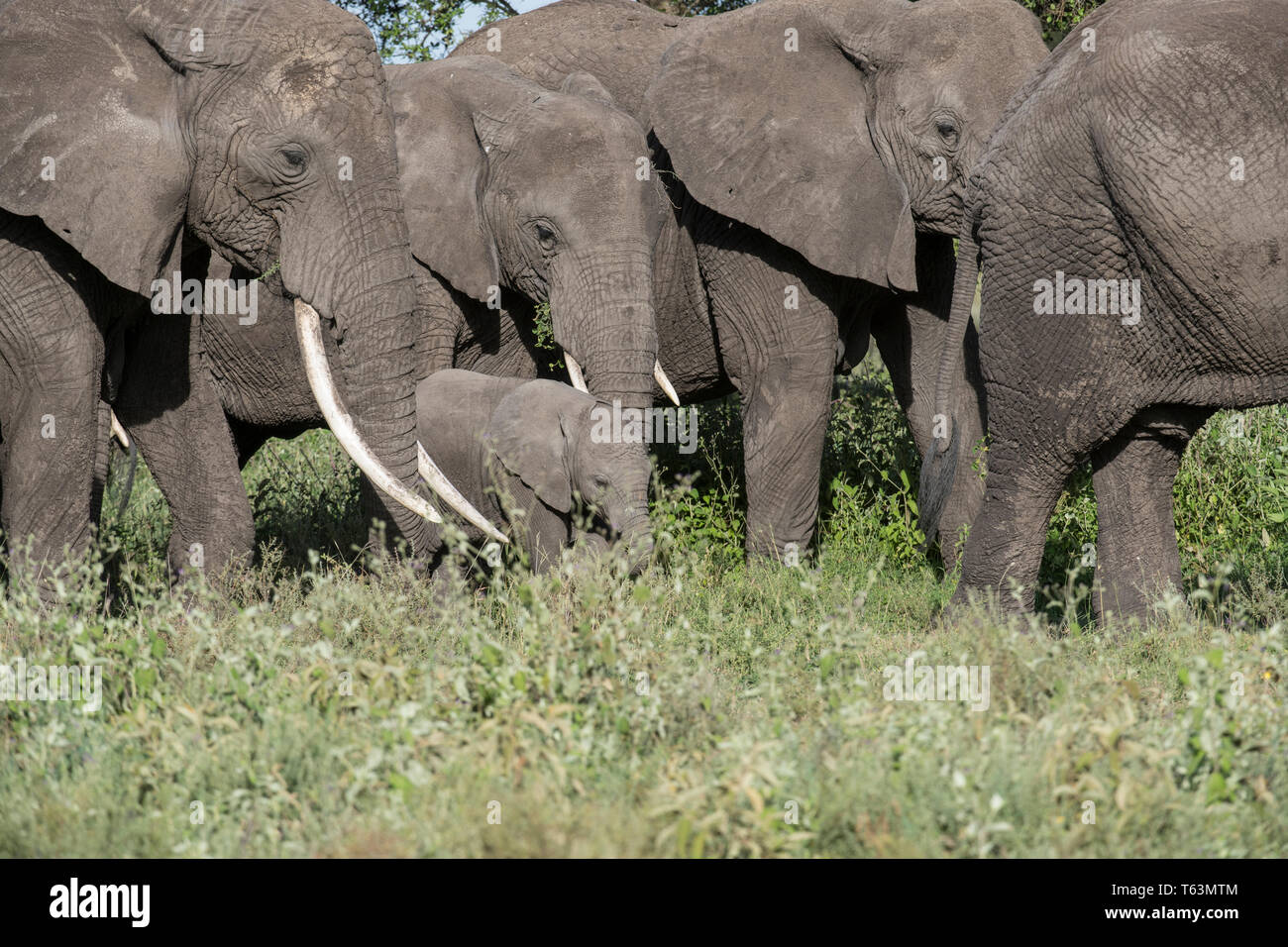 Gli elefanti nella riserva naturale di Ngorongoro, Tanzania Foto Stock
