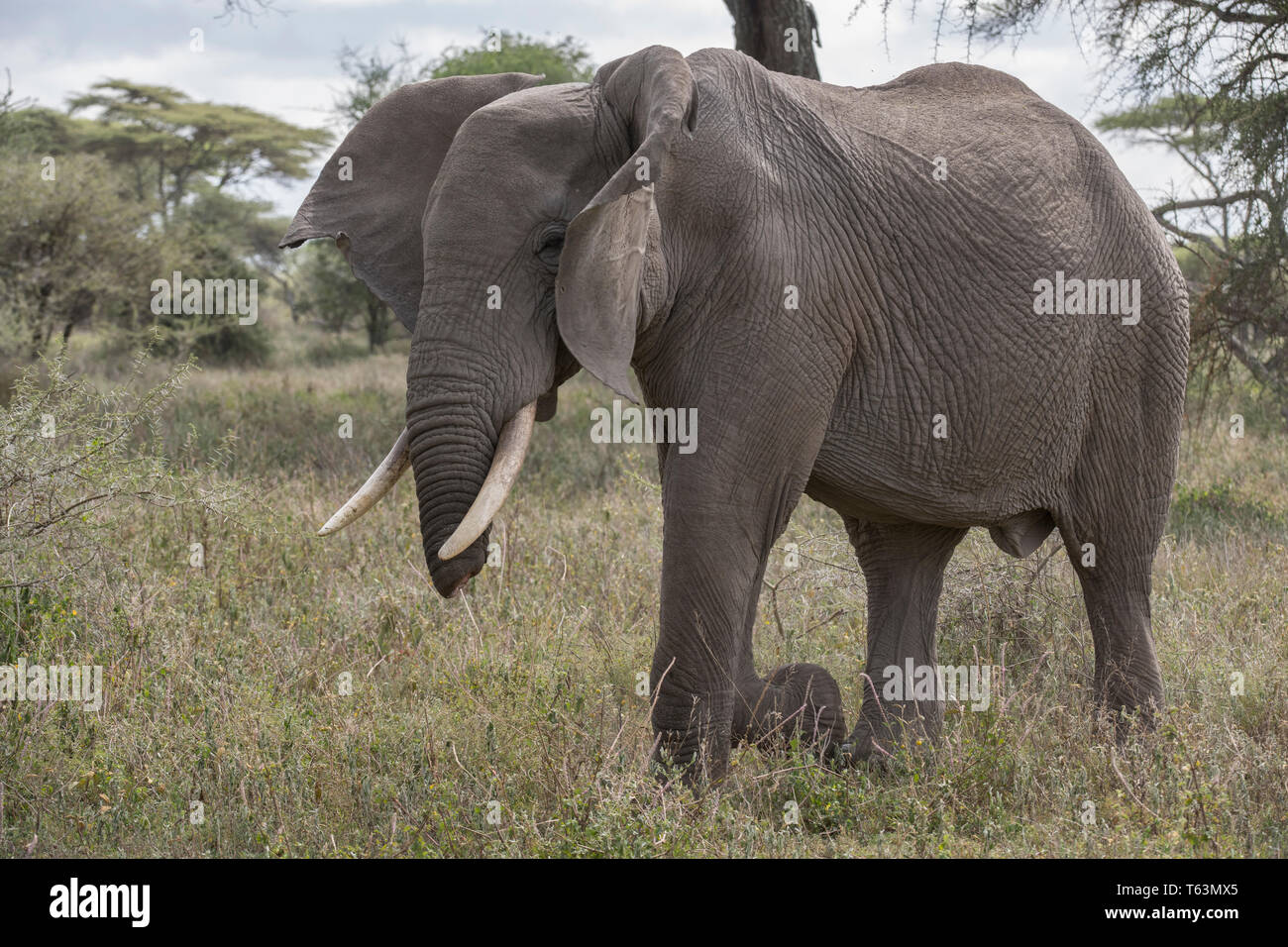 Gli elefanti nella riserva naturale di Ngorongoro, Tanzania Foto Stock