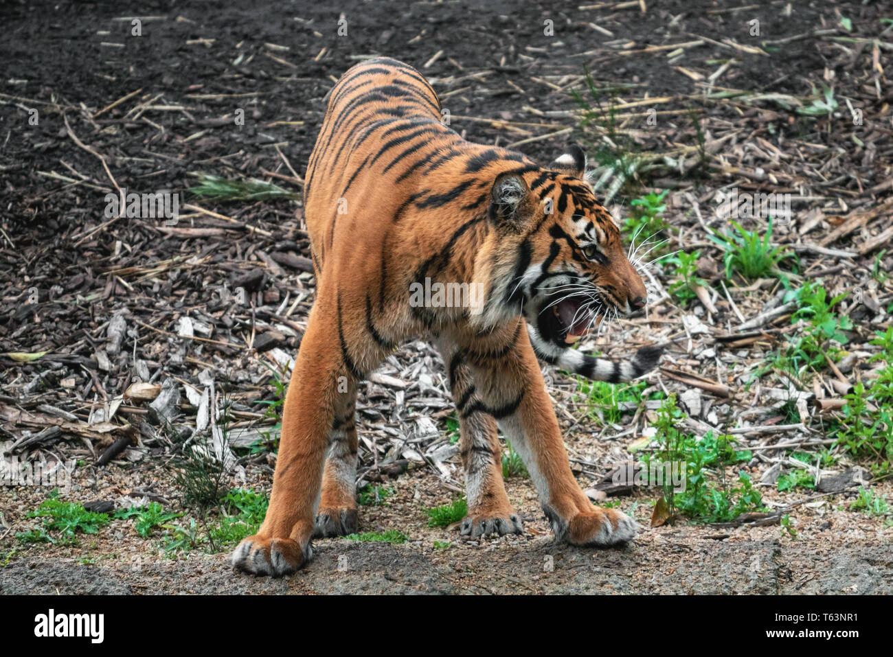 Gli animali presso lo Zoo di Melbourne Foto Stock