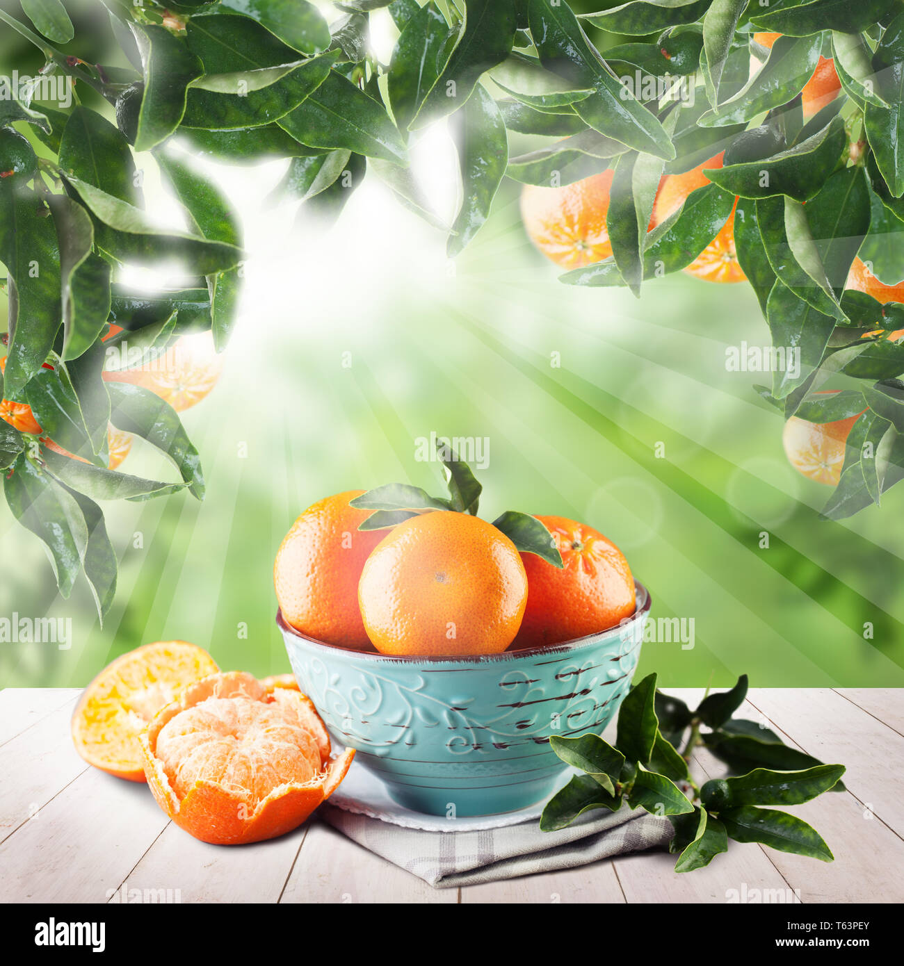 Tangerini foglie su sfondo verde con la luce del sole. Concetto di frutta con mandarin Foto Stock