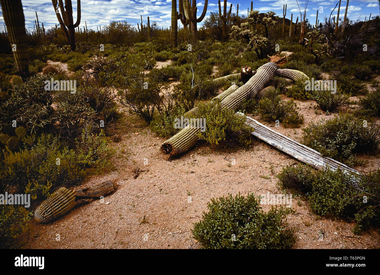 La morte di cactus Saguaro Foto Stock