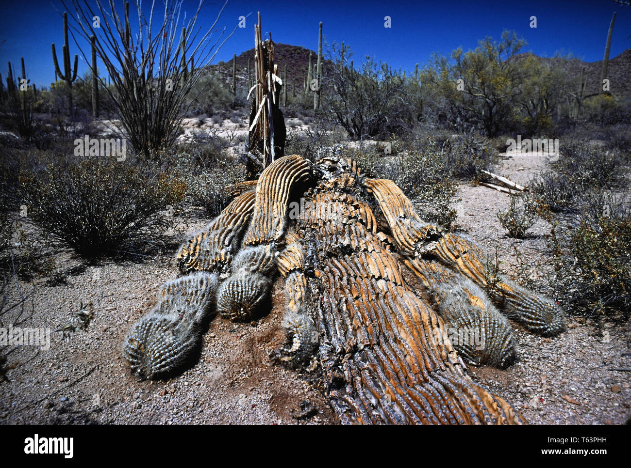 La morte di cactus Saguaro Foto Stock