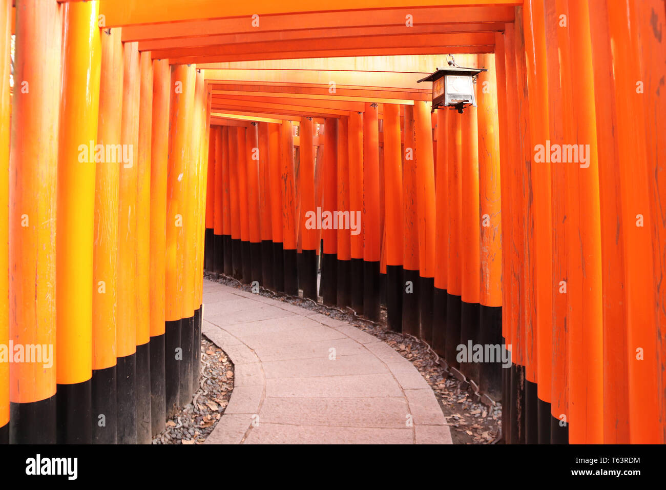Famoso Red Torii gates in Fushimi Inari shrine, Kyoto, Giappone Foto Stock