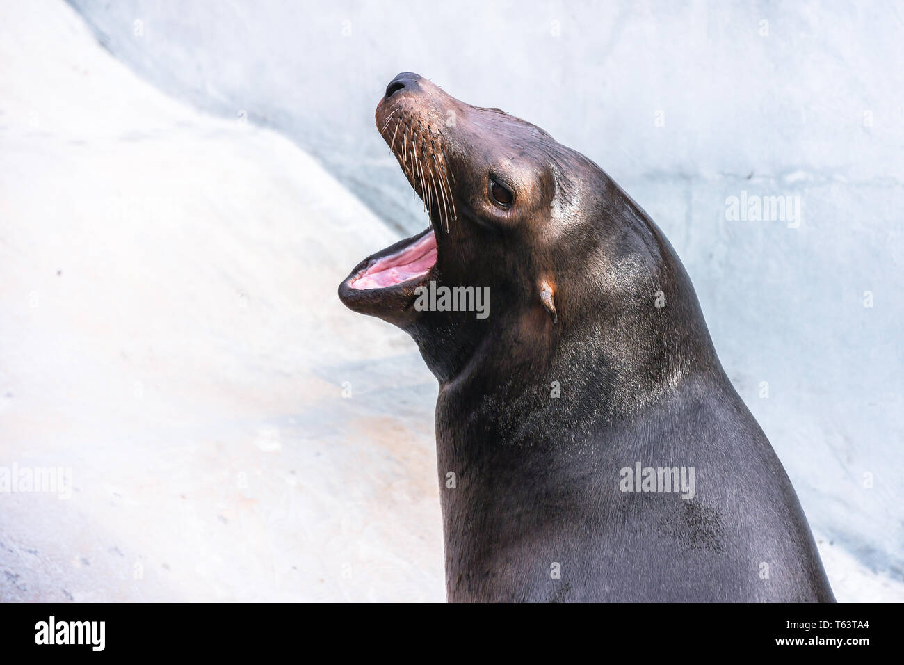 Adorabili affamati di Sea Lion di tenuta con la bocca aperta e liscia la pelle bagnata testa sparare all'interno di zoo in attesa di pesci Foto Stock
