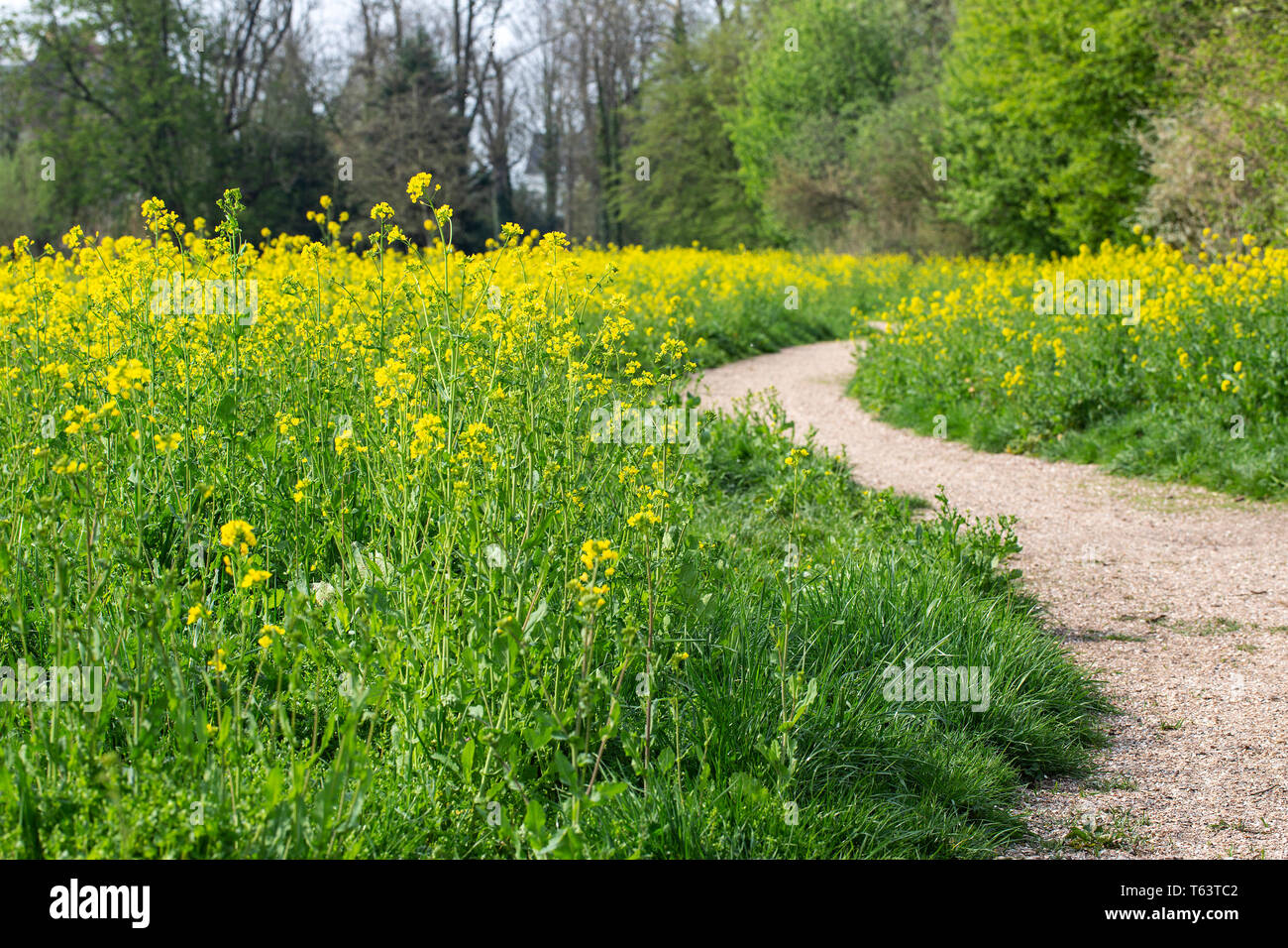 Il sentiero costeggiato da campo di fioritura di senape (Brassica rapa) Foto Stock
