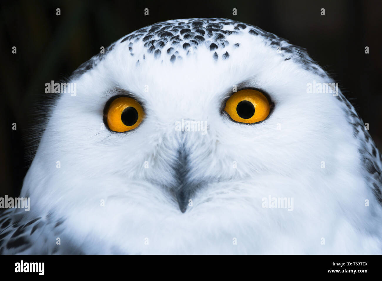 Saggi cerca white civetta delle nevi con grandi occhi Arancio ritratto, sfondo nero, vicino il colpo di testa Foto Stock