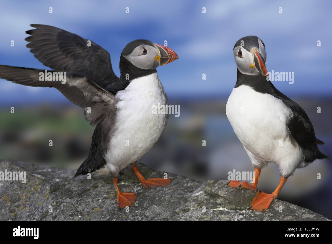 Atlantic puffini, Fratercula arctica, Nord Europa Foto Stock