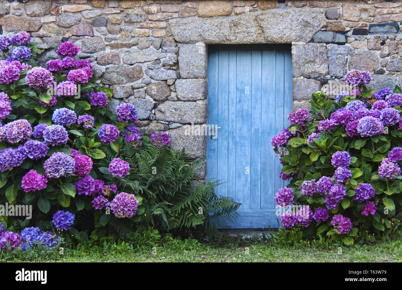 Porta blu con ortensie, Brittany Foto Stock