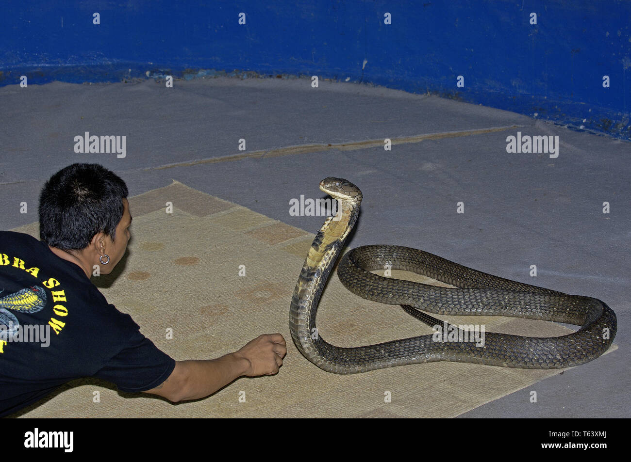 Il serpente incantatore con re cobra [Ophiophagus hannah] in Thailandia Foto Stock