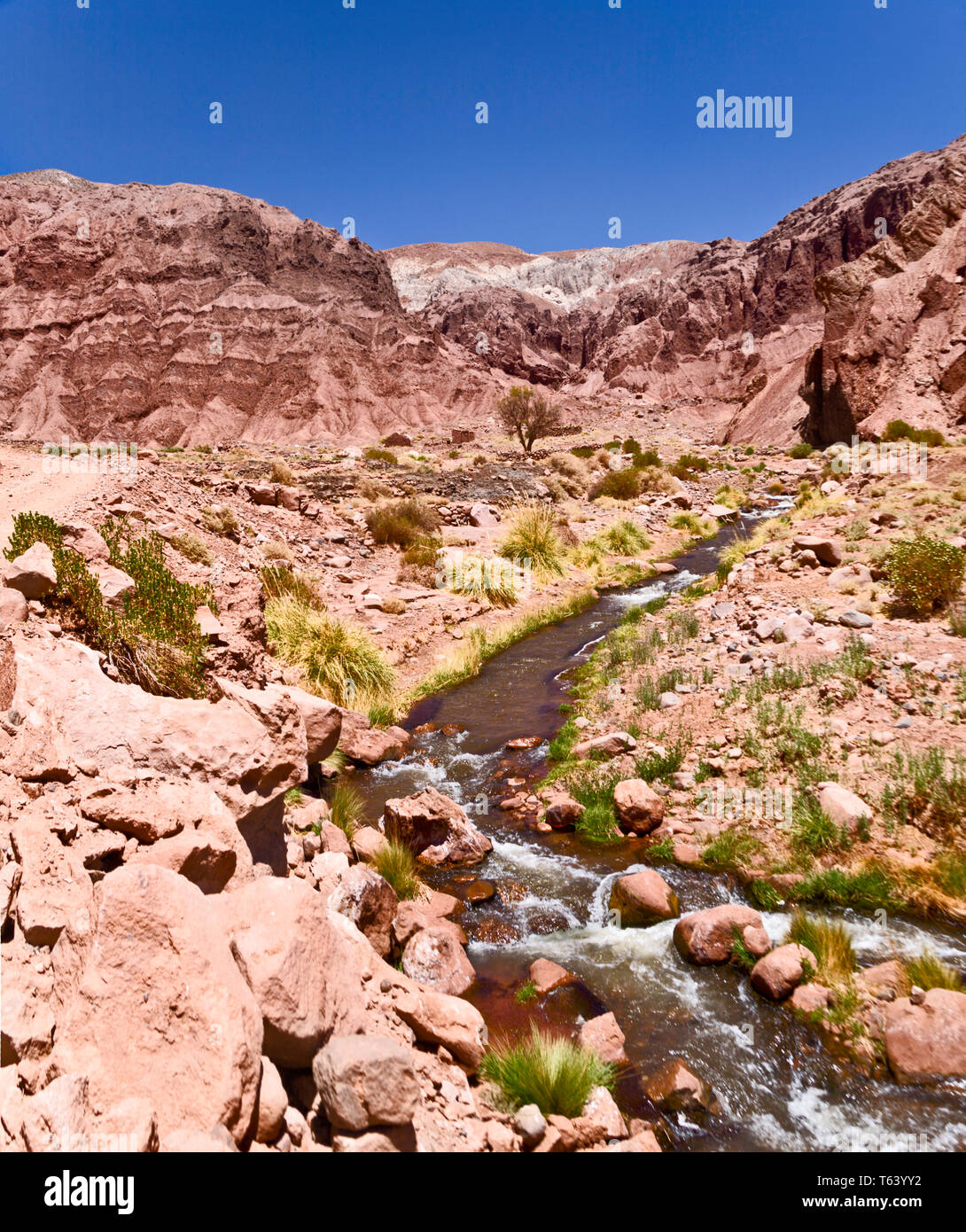 Sorprendentemente la fusione della neve sugli alti vulcani supporta i fiumi nel deserto di Atacama dando pascoli lussureggianti valli per consentire l'agricoltura pastorale. Foto Stock