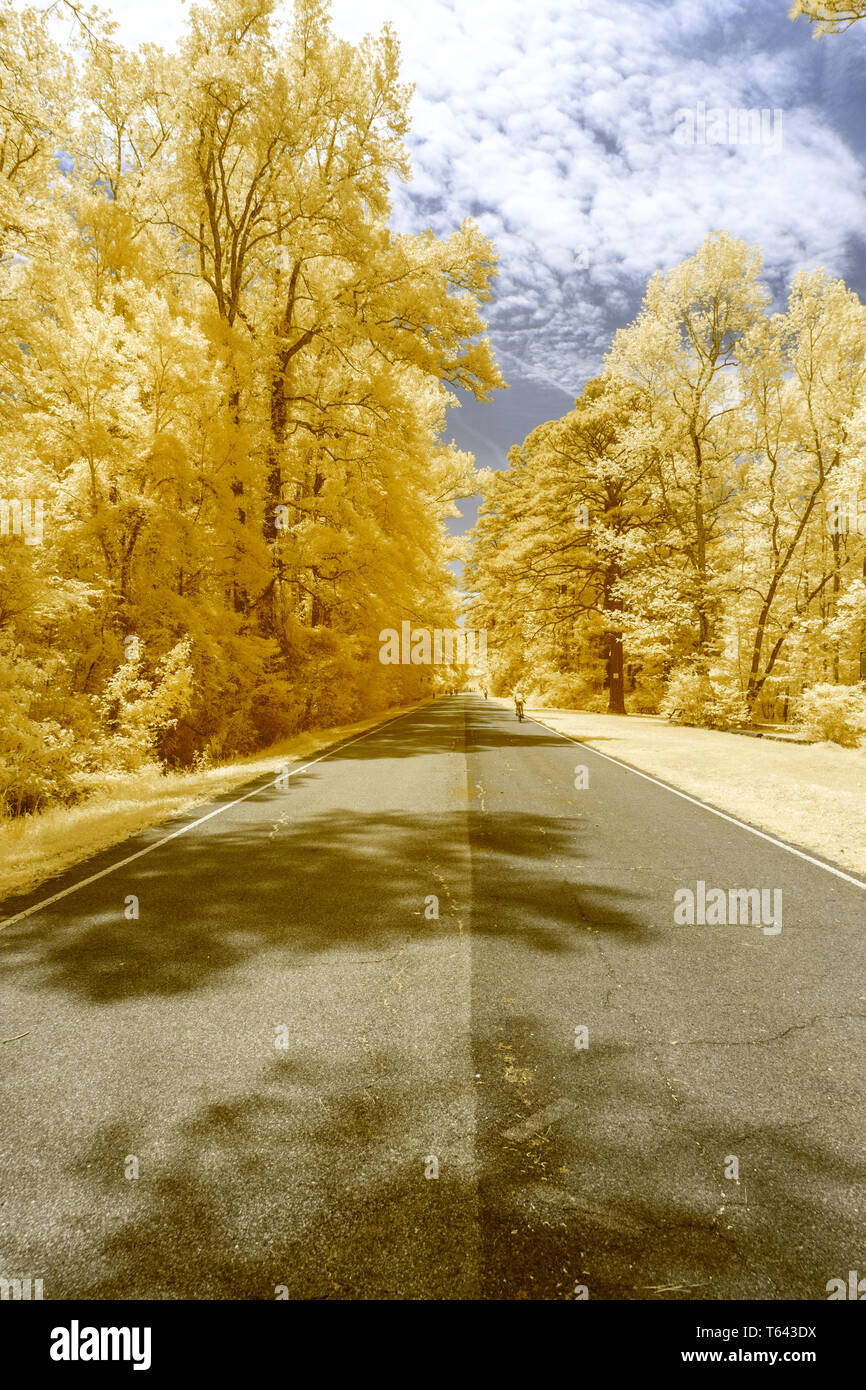Una strada conduce a distanza in un albero coperto paesaggio rurale, fotografato a infrarossi produce colori insoliti Foto Stock