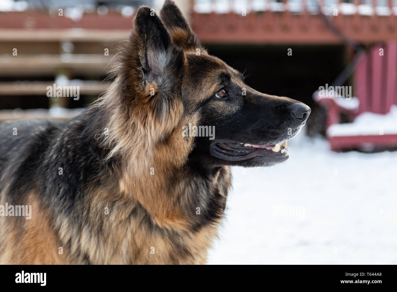 Tedesco Sheppard In Inverno Foto Stock