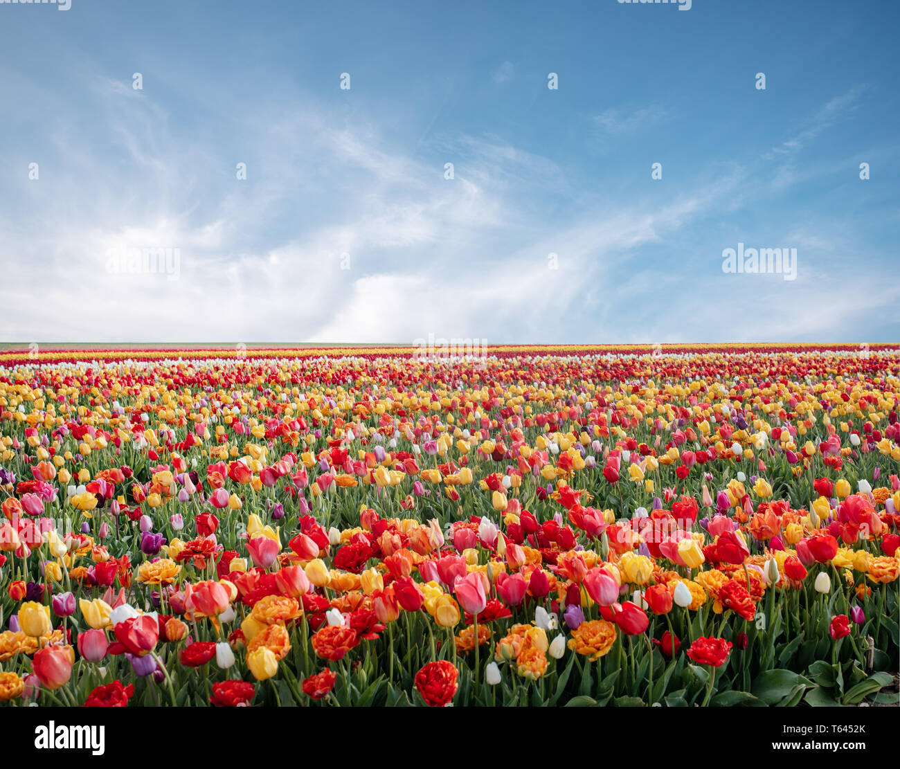 Fiori in primavera park. Paesaggio di fiori. Tulip coloratissimi fiori in primavera park Foto Stock