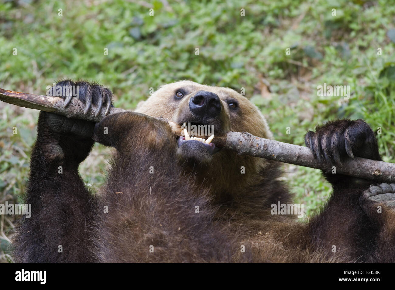 Unione l'orso bruno (Ursus arctos) Foto Stock