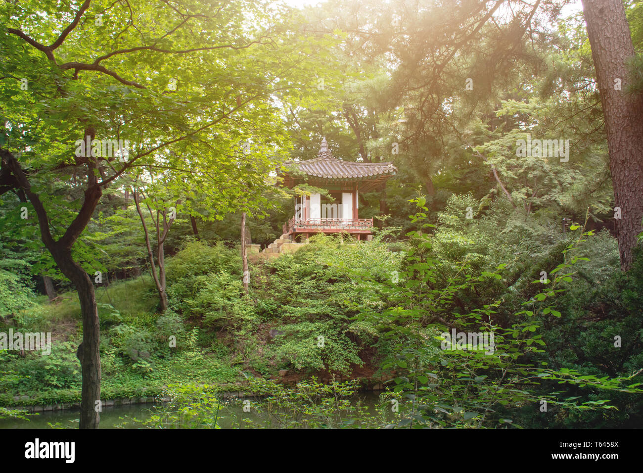 Scenic paesaggio forestale composto da alberi verdi in Corea del Sud. Foto Stock