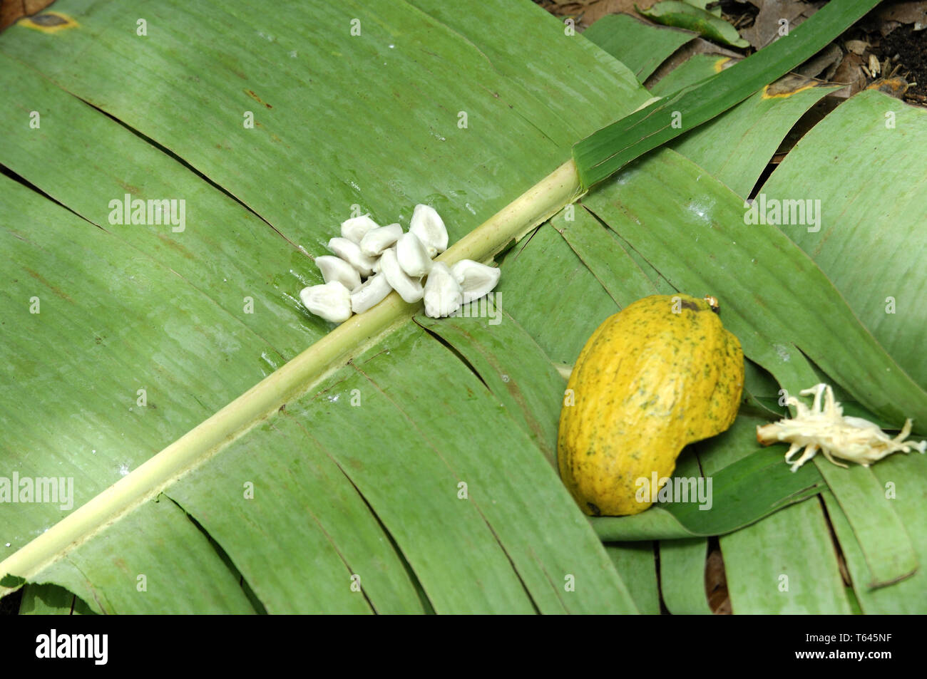 Piantagione di cacao con frutti di cacao, Africa Occidentale, Ghana Foto Stock