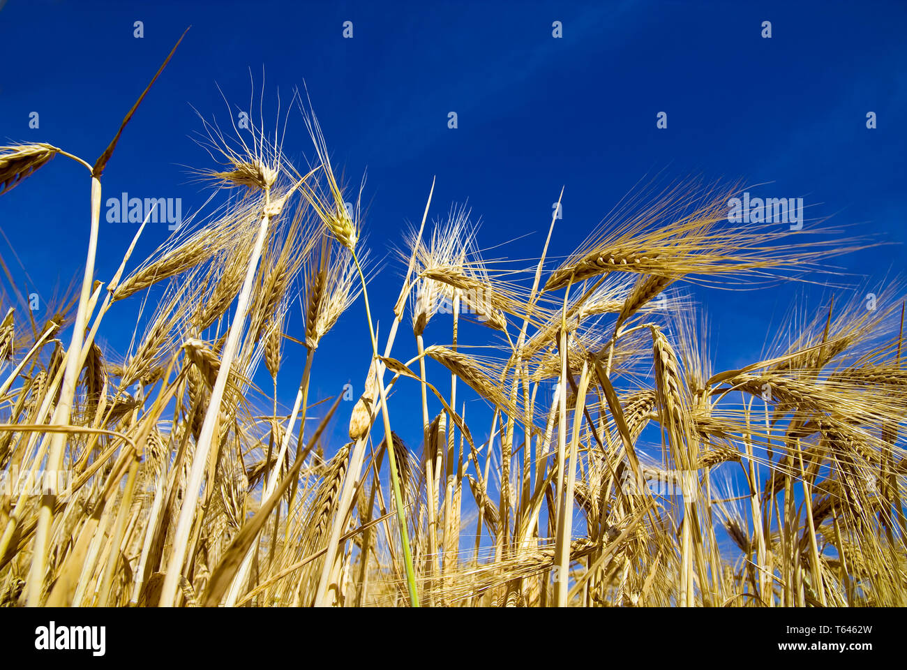 Orzo, Hordeum vulgare Foto Stock