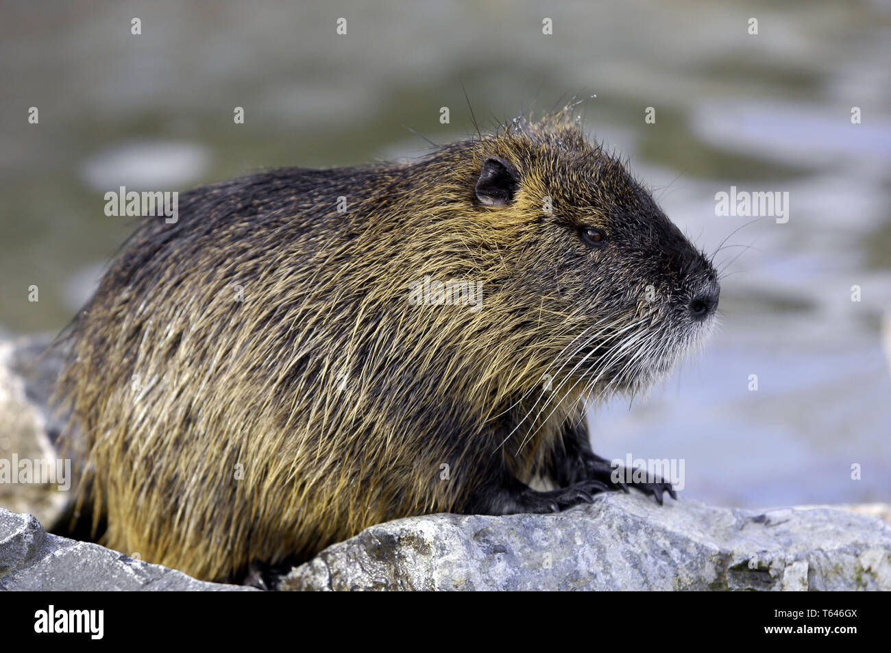 Nutria o River Rat [Myocastor coypus] Foto Stock