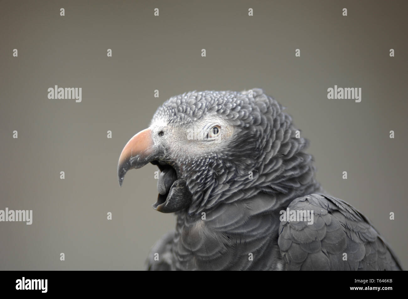 Pappagallo grigio Foto Stock