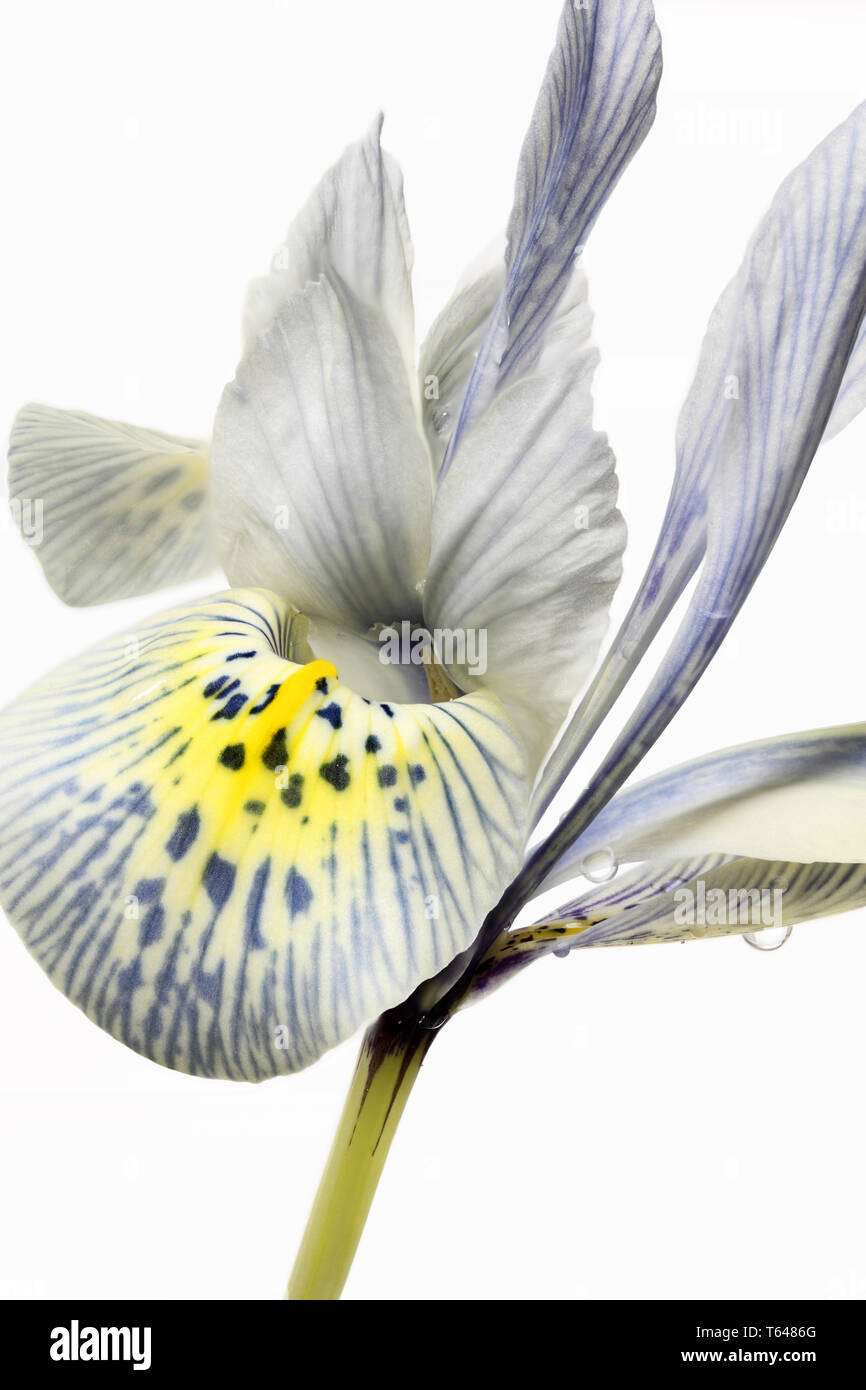 Rasa nana iris Foto Stock