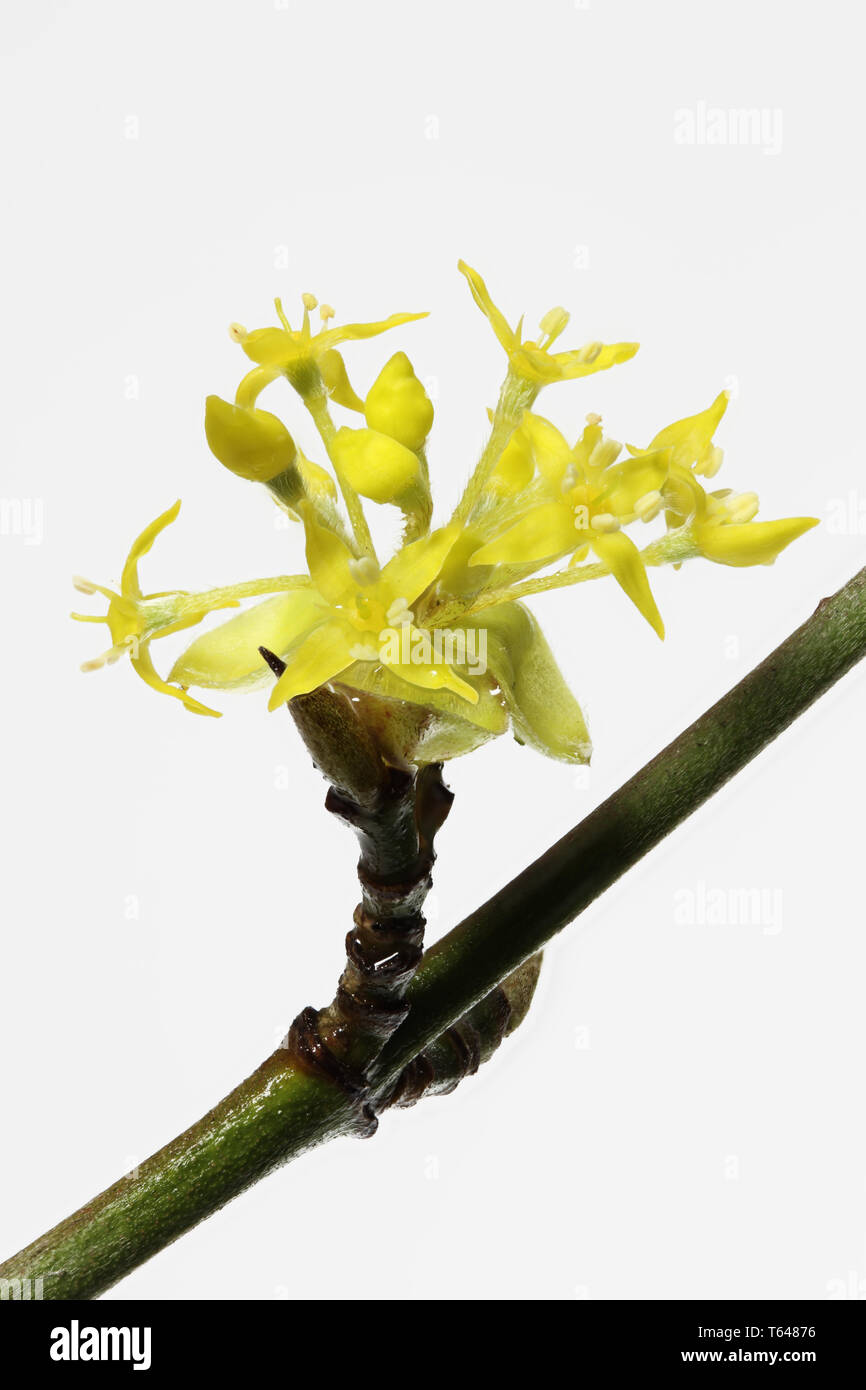 Sorbetto, Cornus mas, corniolo, corniola Foto Stock