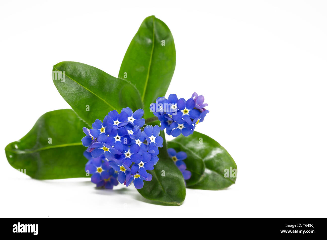 Dimenticare-me-no [Myosotis sylvatica] Foto Stock