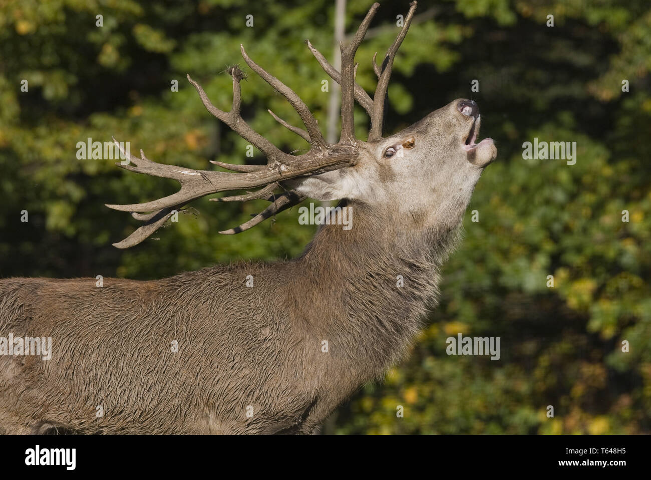 Rothirsch roehrend, Cervus elaphus, cervo maschio, bicchieratura Foto Stock