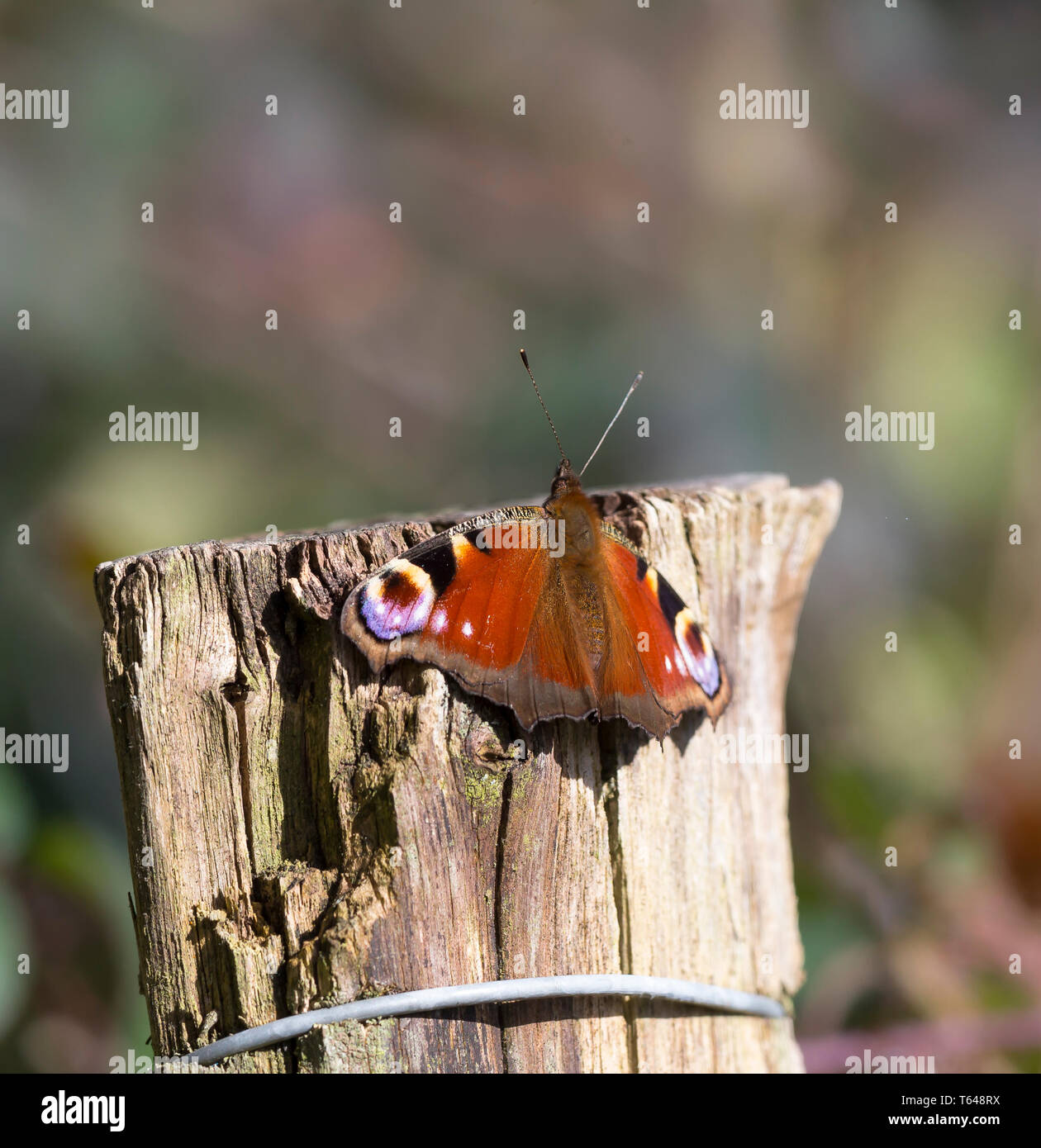 Primo piano di una singola farfalla di pavone britannica (Aglais io) una delle farfalle più comuni d'Inghilterra, isolata su un gatepost in legno al sole della primavera. Foto Stock