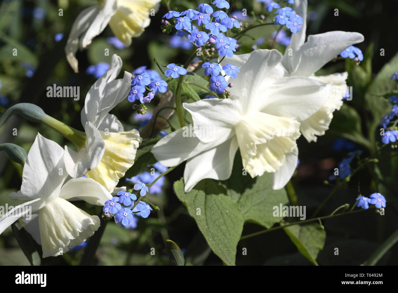 Dimenticare-me-no [Myosotis sylvatica] Foto Stock
