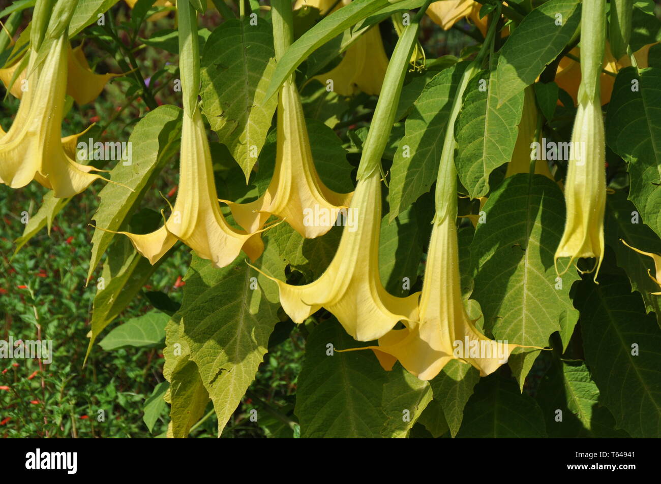 Angelo tromba, Brugmansia suaveolens Foto Stock