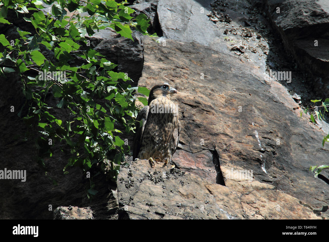 Falco pellegrino Foto Stock