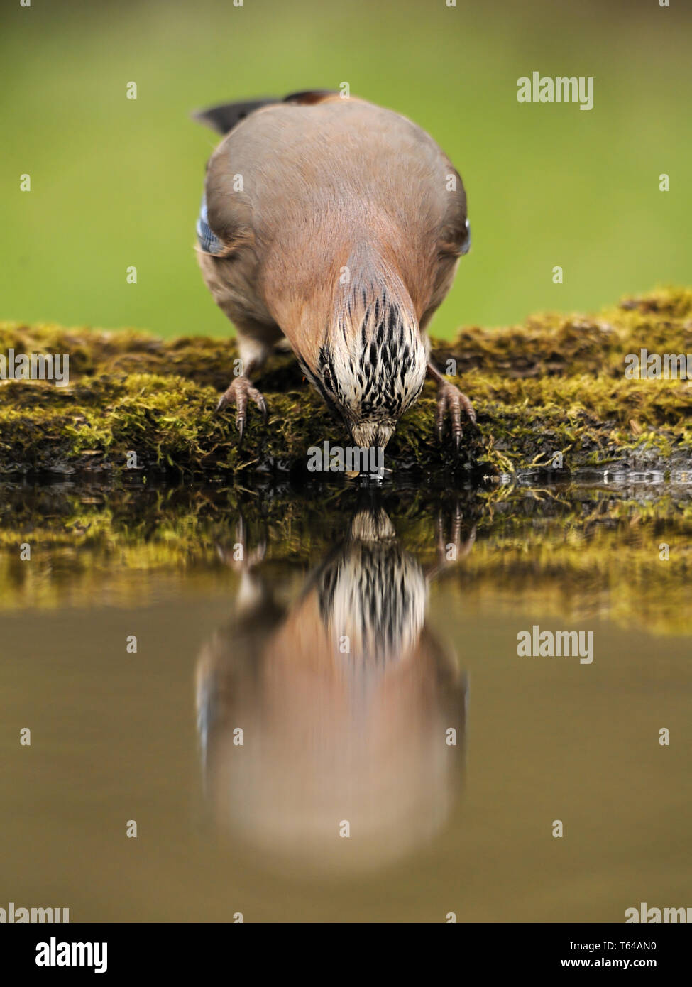Eurasian jay Garrulus glandarius Foto Stock