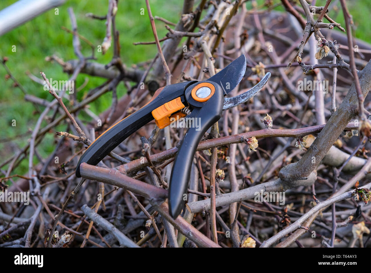 Secateurs impiccato su un ramo di pera. La potatura di rami di pera potatori. La rifinitura della struttura ad albero con una taglierina. La molla la potatura degli alberi da frutto. Foto Stock