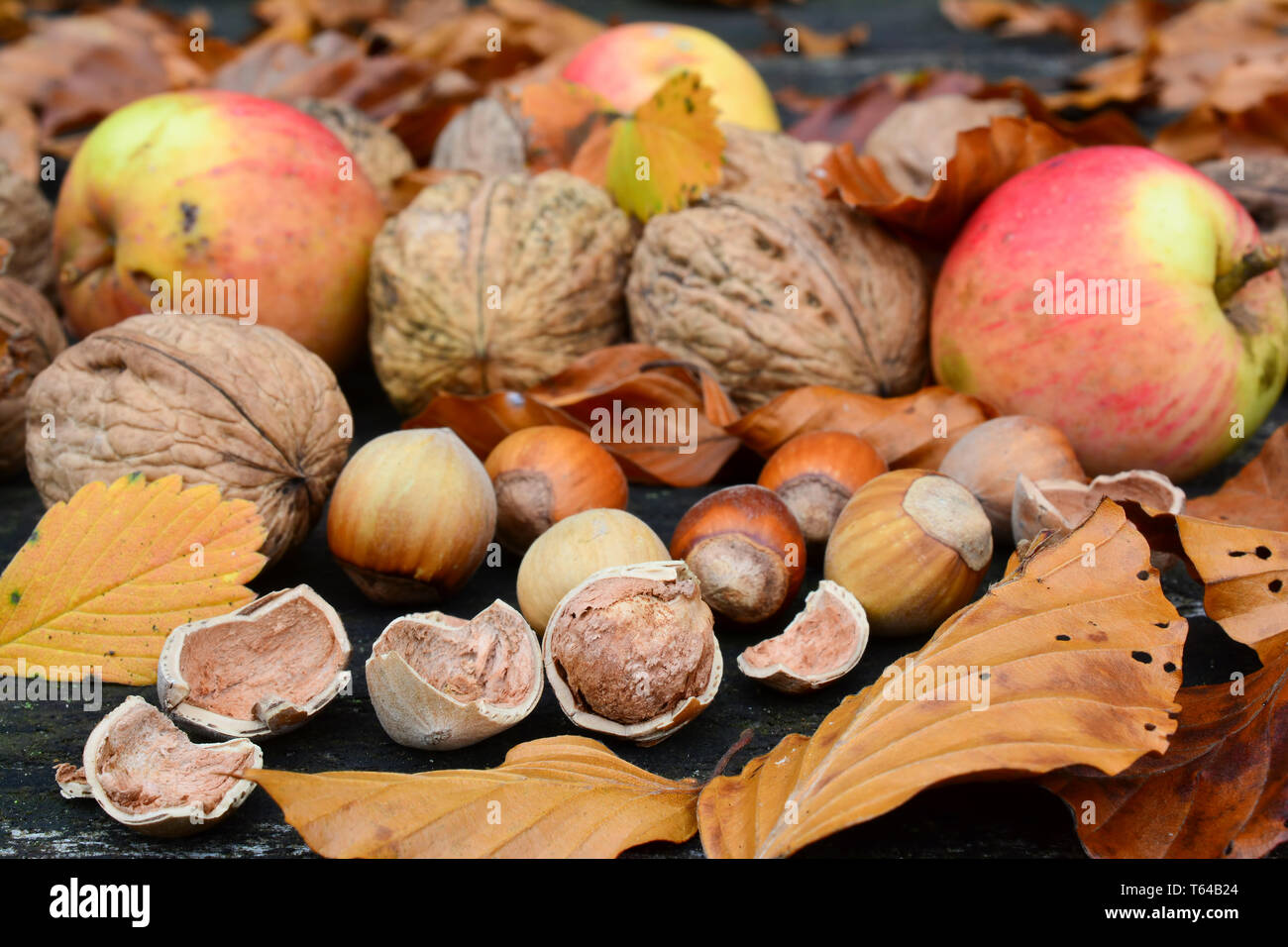 Le noci, le nocciole e le mele selvatiche miscelato con foglie di autunno sul vecchio, grunge tavolo in legno di quercia, vista ravvicinata Foto Stock