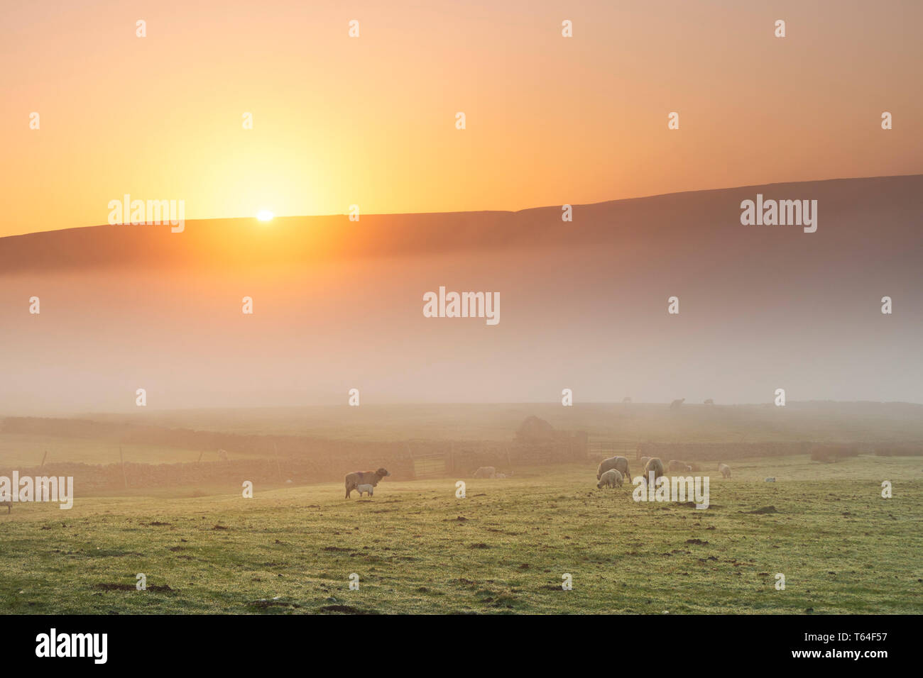 Teesdale, County Durham, Regno Unito. Lunedì 29 Aprile. Regno Unito Meteo. Queste pecore sperimentato un piuttosto freddo e la nebbia per iniziare la loro giornata come il sole è salito oltre Teesdale nel North Pennines questa mattina. La previsione è per la nebbia e la nebbia al chiaro con le magie di sole lo sviluppo dal pomeriggio. Credito: David Forster/Alamy Live News Foto Stock