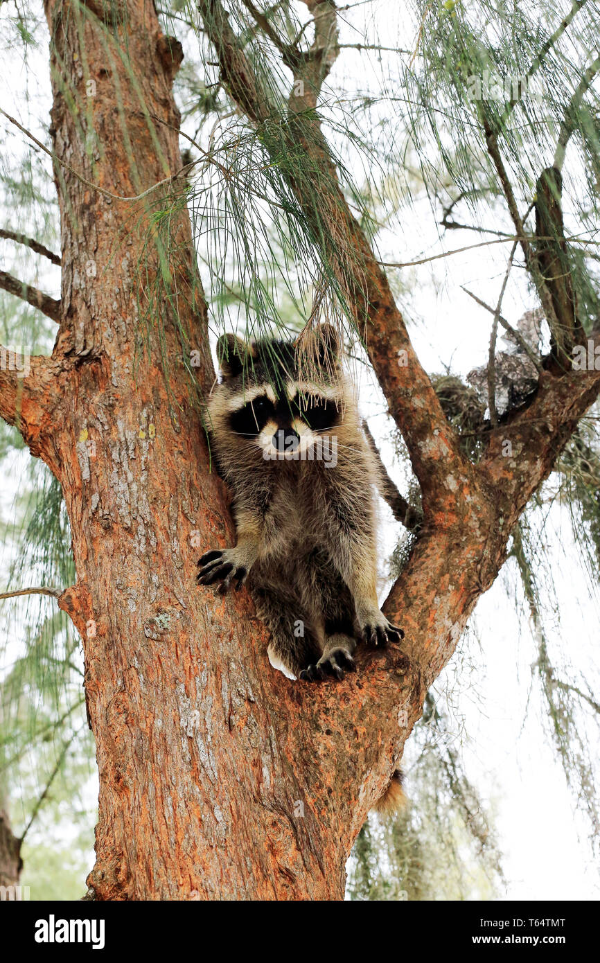 Carino Raccoon, Procione lotor, in un albero guardando verso il basso Foto Stock
