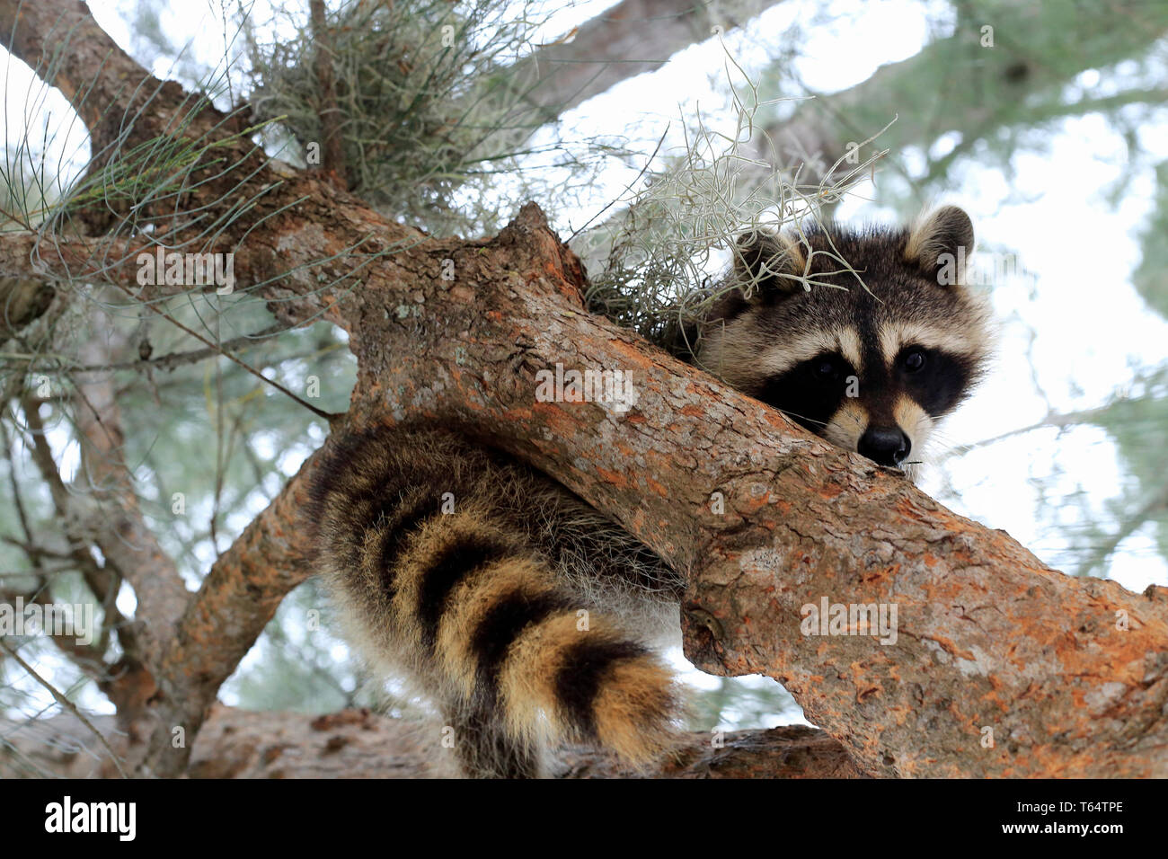 Carino Raccoon, Procione lotor, in un albero guardando verso il basso Foto Stock