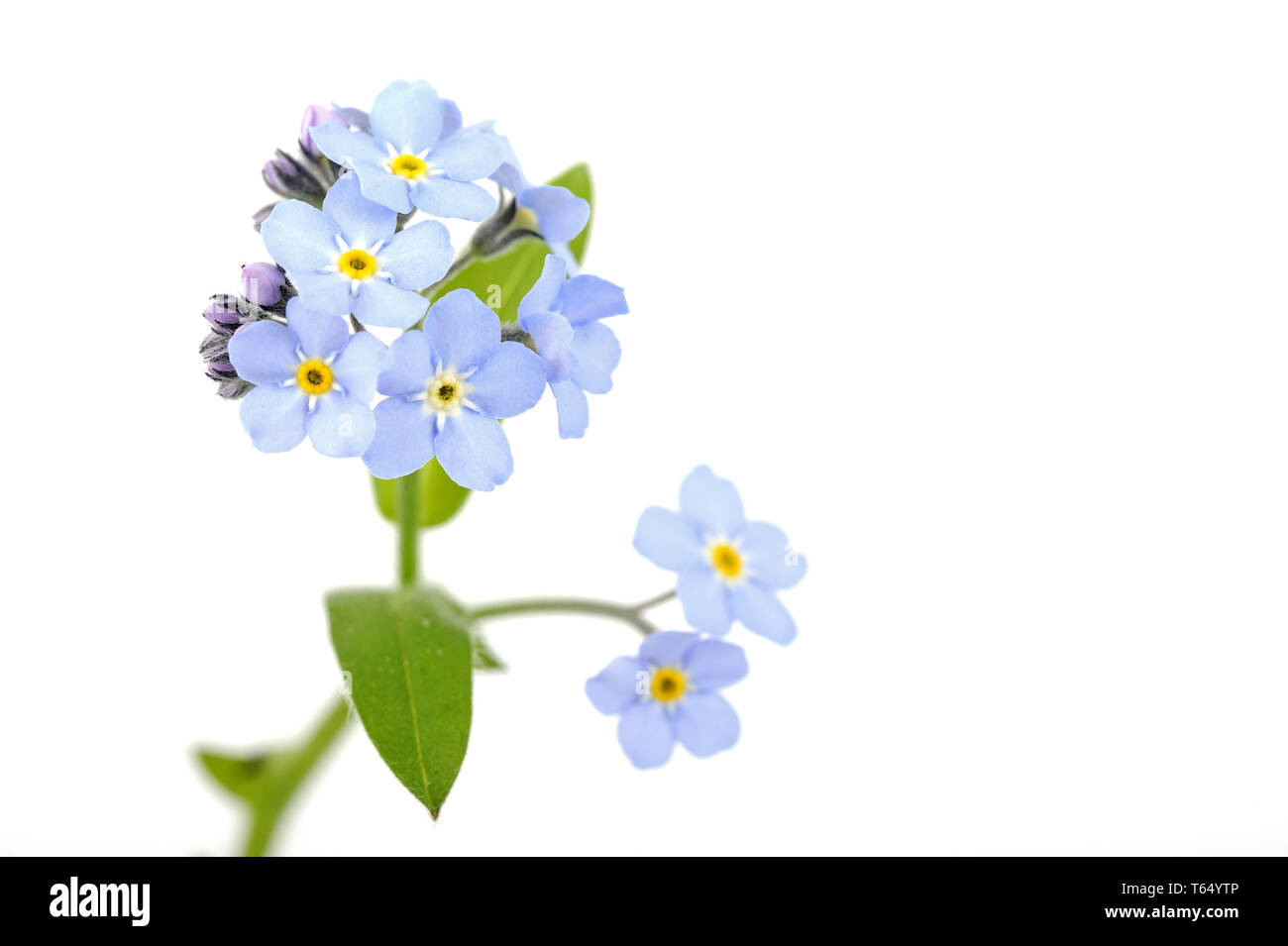Dimenticare-me-no [Myosotis sylvatica] Foto Stock