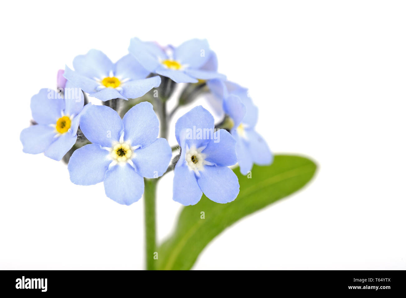 Dimenticare-me-no [Myosotis sylvatica] Foto Stock