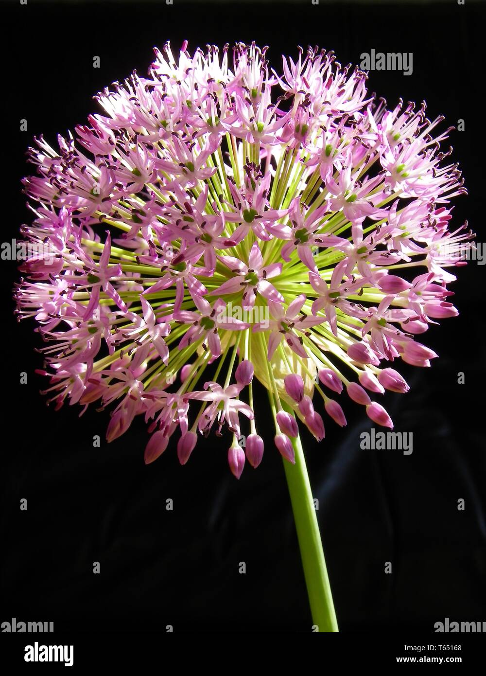 Persiano cipolla Foto Stock