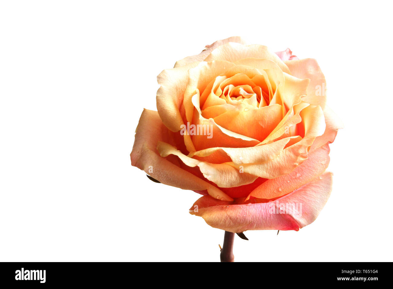 Single Rose in colori pastello. Isolato su bianco Foto Stock