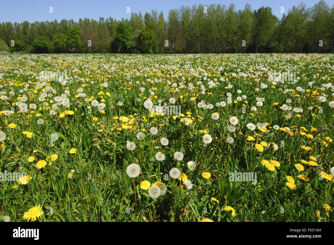 Tarassaco, Taraxacum officinale, Germania, Europa Foto Stock