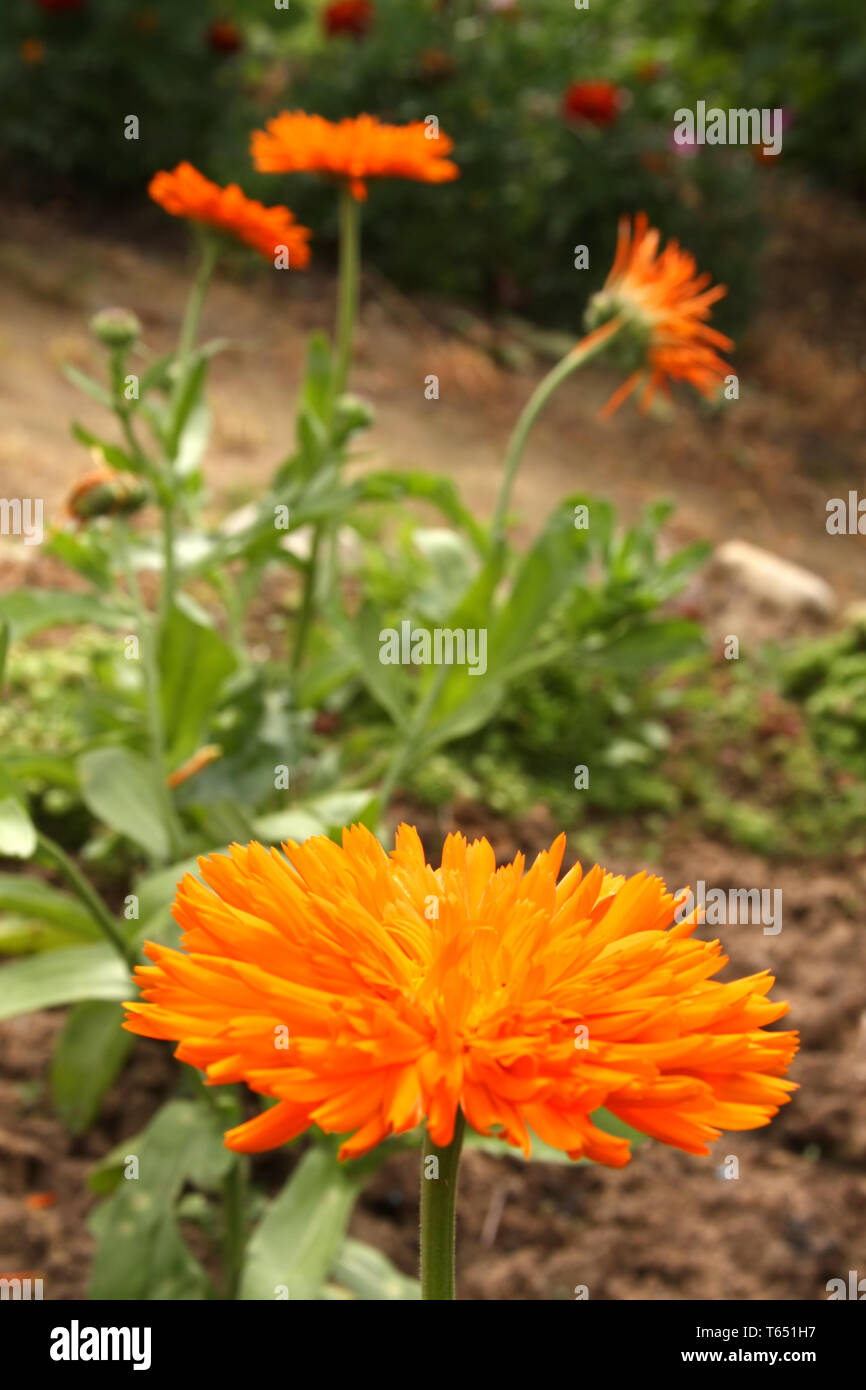 Calendula officinalis (Calendula) - erba medica Foto Stock