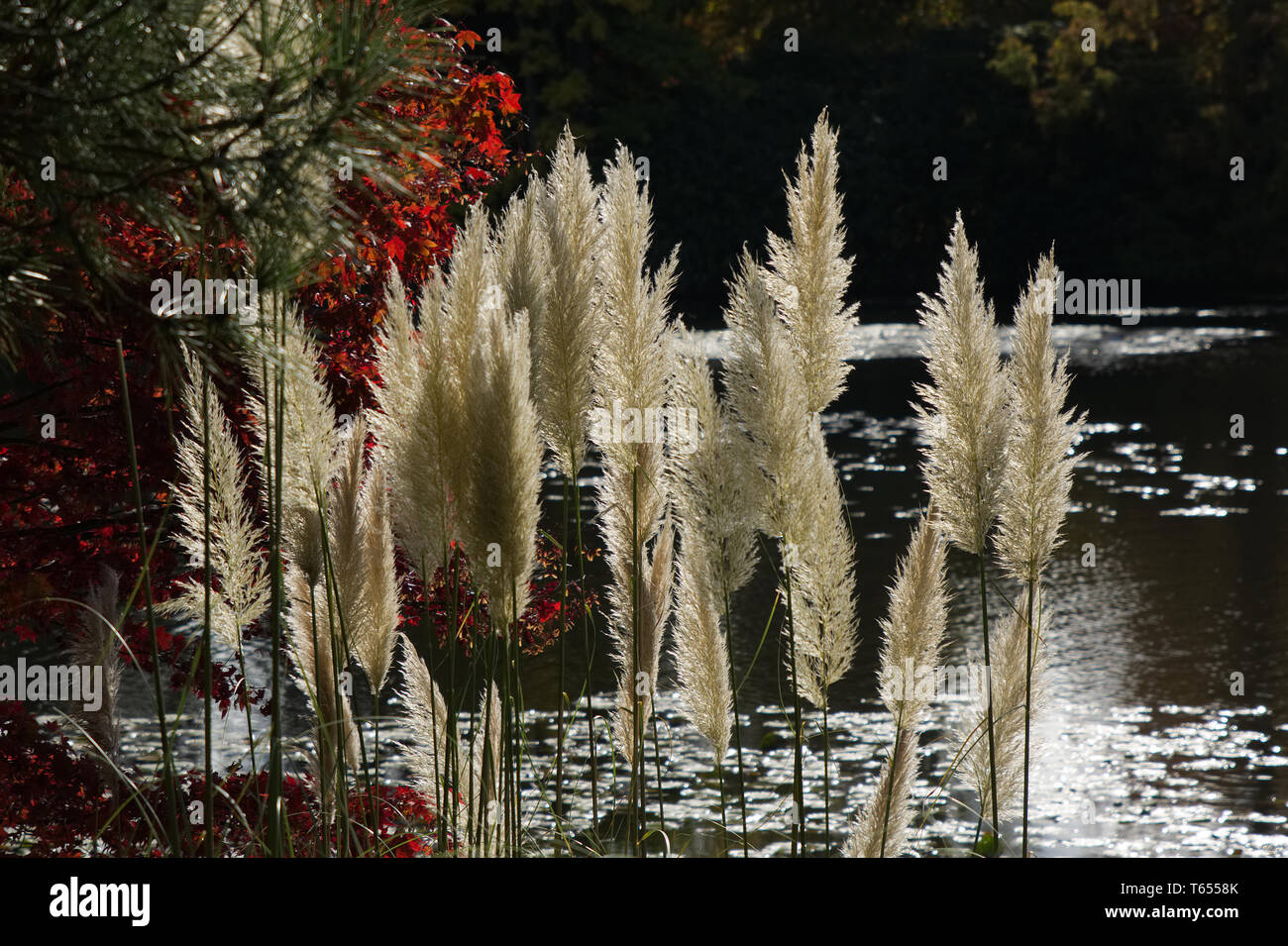 Feathery felci a lato del lago in giardini Foto Stock