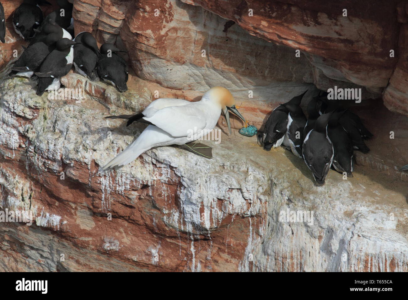 Comune di Guillemot o Murre, Uria aalge, Mare del Nord Europa Foto Stock