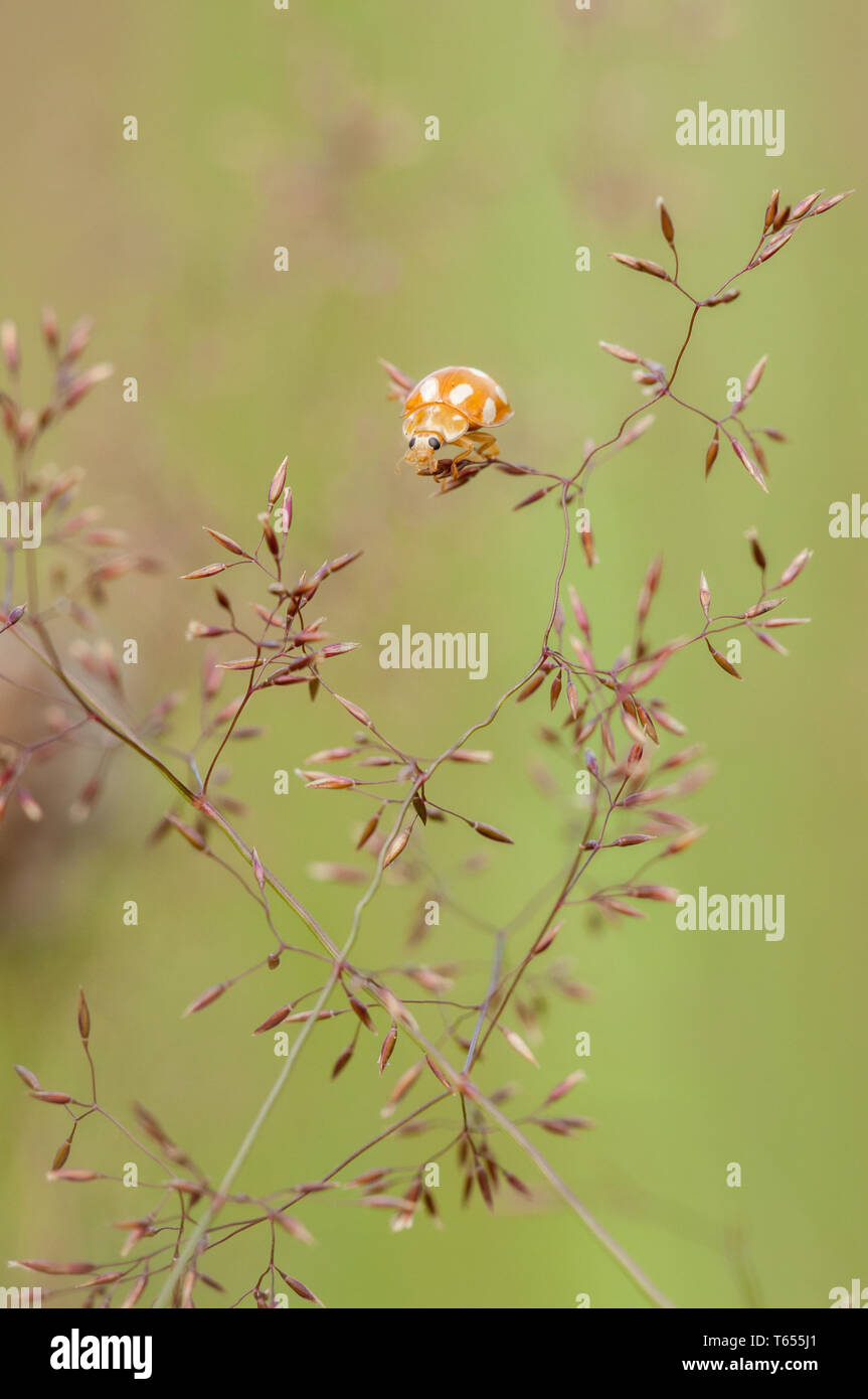 Crema-spot ladybird (Calvia quatuordecimguttata) Foto Stock