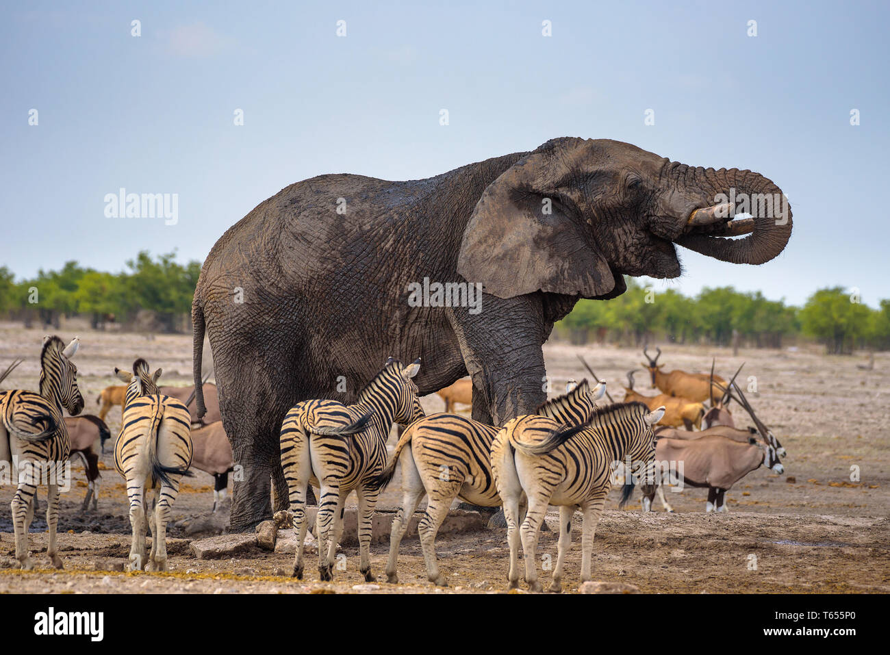 Elefante africano bevande acqua in Etosha National Park è circondato da zebre Foto Stock