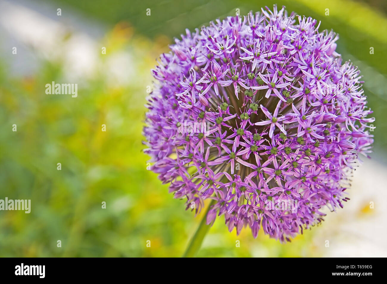 Cipolla ornamentali, Allium bulgaricum Foto Stock