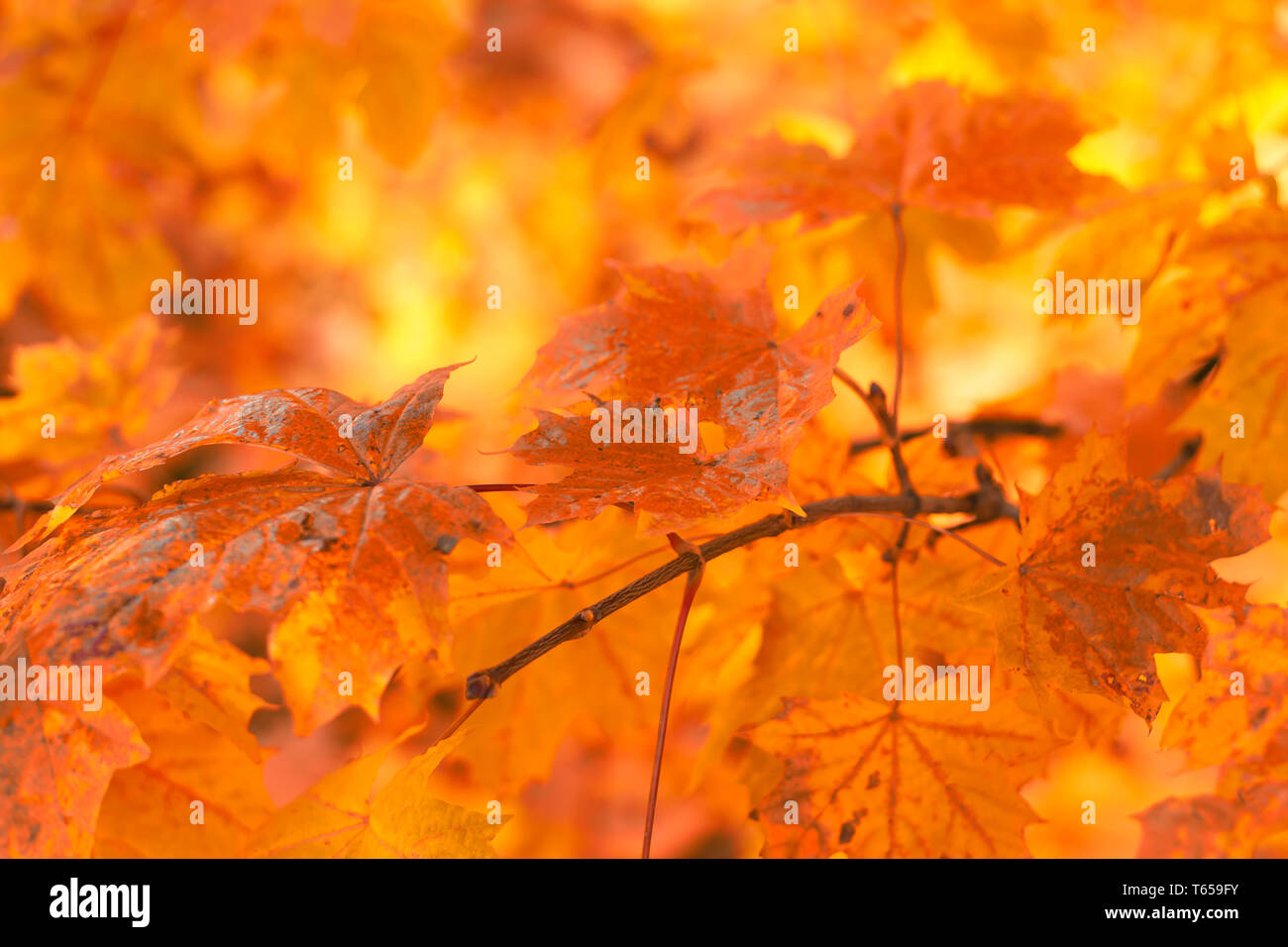 Orange Foglie di autunno sfondo con molto superficiale la messa a fuoco Foto Stock